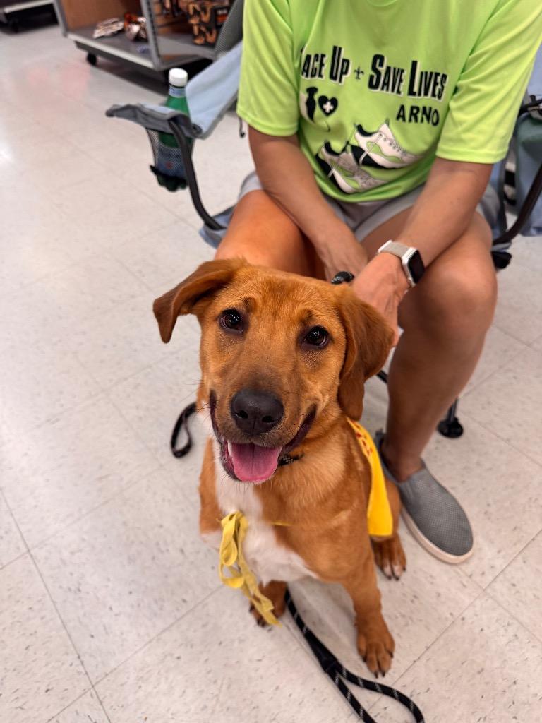 Enlarge Harper, a Adoptable mixed breed in New Orleans, LA image 6/6