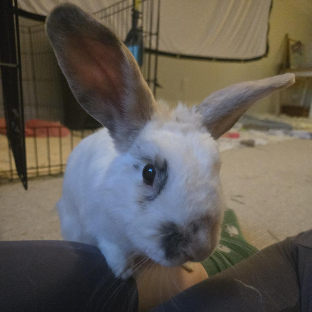 Cookie Dough, Adoptable, Senior Female American.