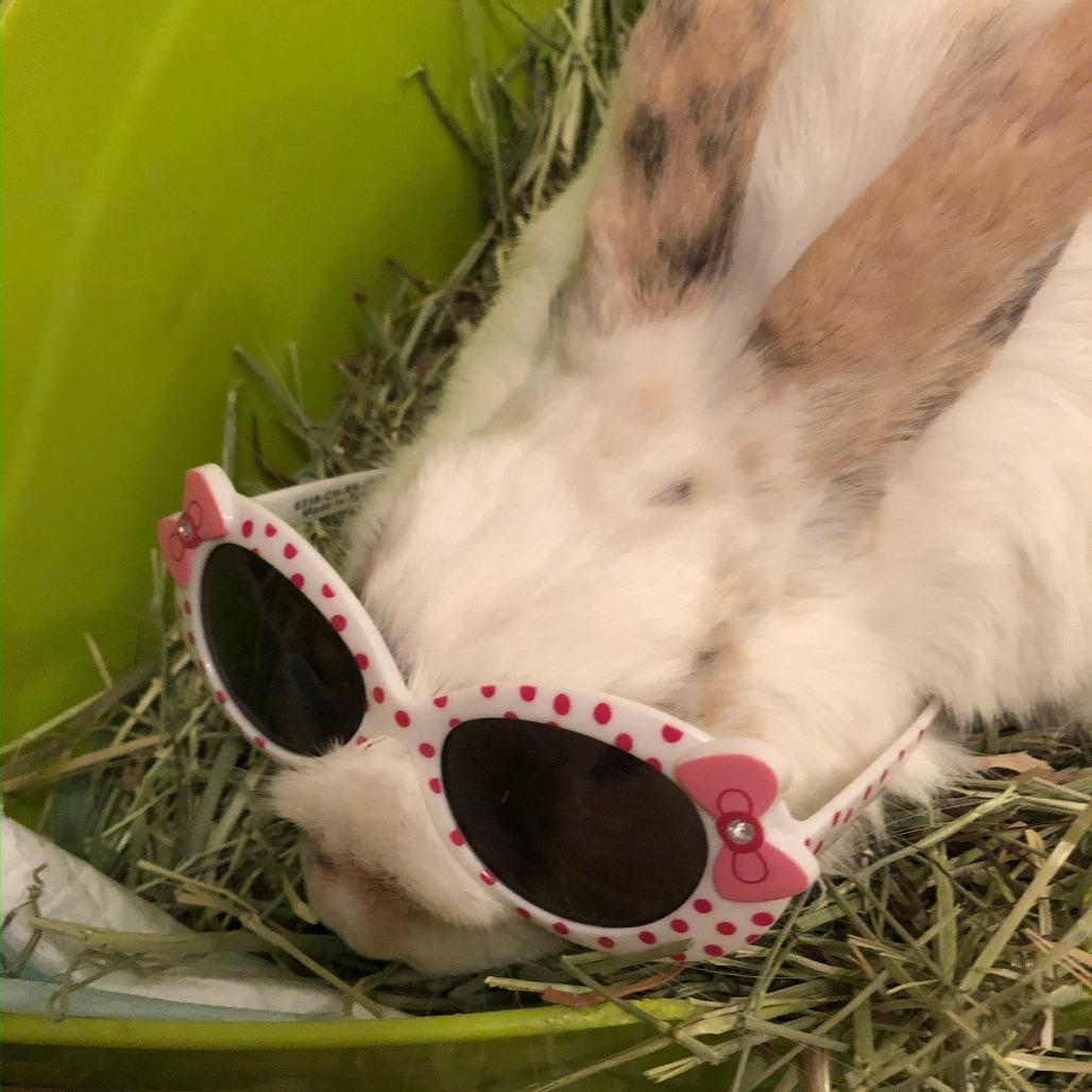 Enlarge Cookie Dough, a Adoptable American in Manchester, CT image 2/6