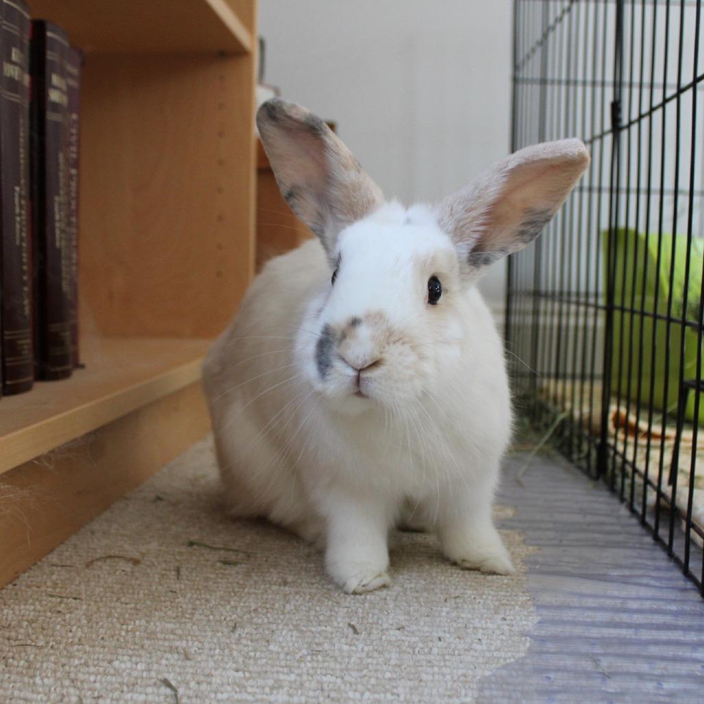 Enlarge Cookie Dough, a Adoptable American in Manchester, CT image 3/6