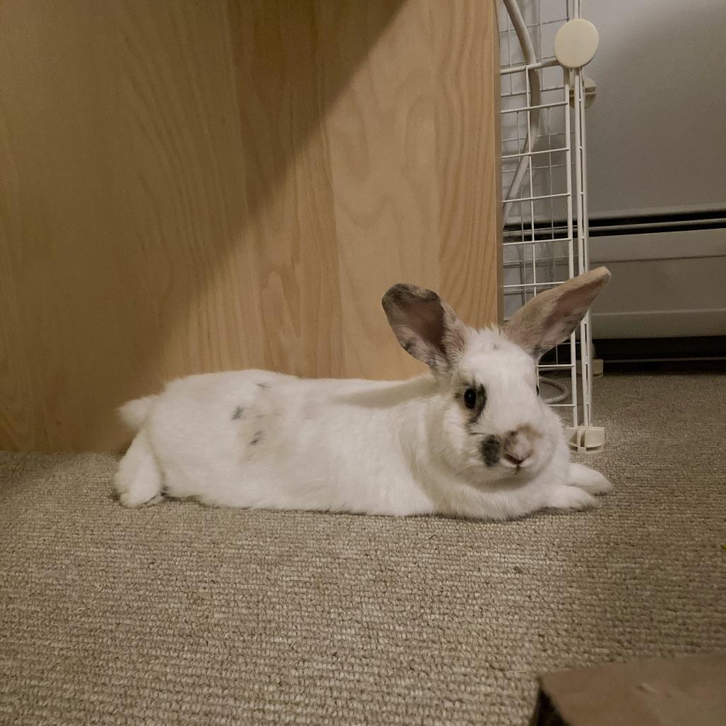 Enlarge Cookie Dough, a Adoptable American in Manchester, CT image 4/6