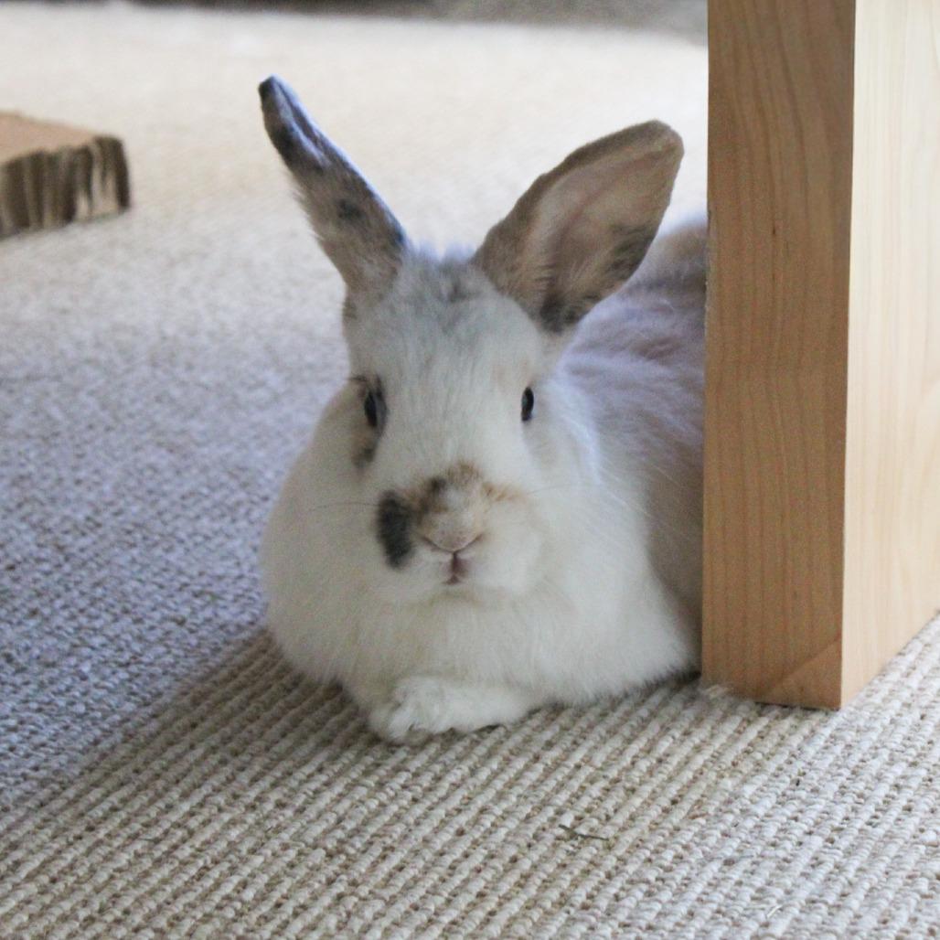 Enlarge Cookie Dough, a Adoptable American in Manchester, CT image 5/6