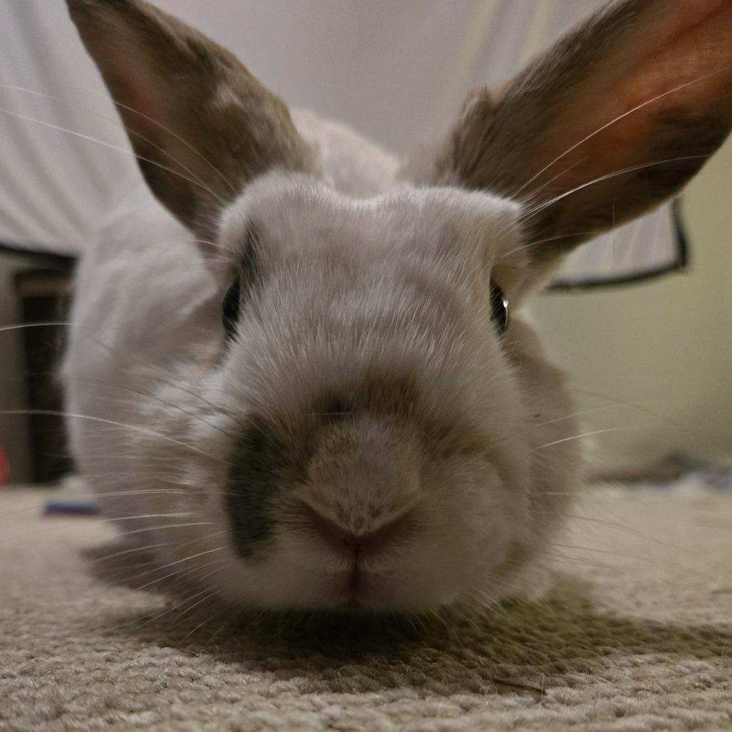 Enlarge Cookie Dough, a Adoptable American in Manchester, CT image 6/6