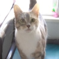 Shya, an adoptable Domestic Short Hair in Libby, MT, 59923 | Photo Image 2