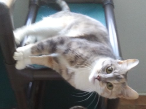 Shya, an adoptable Domestic Short Hair in Libby, MT, 59923 | Photo Image 1