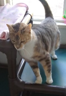 Shya, an adoptable Domestic Short Hair in Libby, MT, 59923 | Photo Image 3