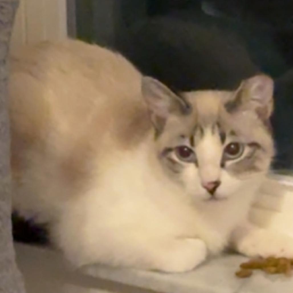 Ginger, Adoptable, Young Female Domestic Short Hair & Siamese.