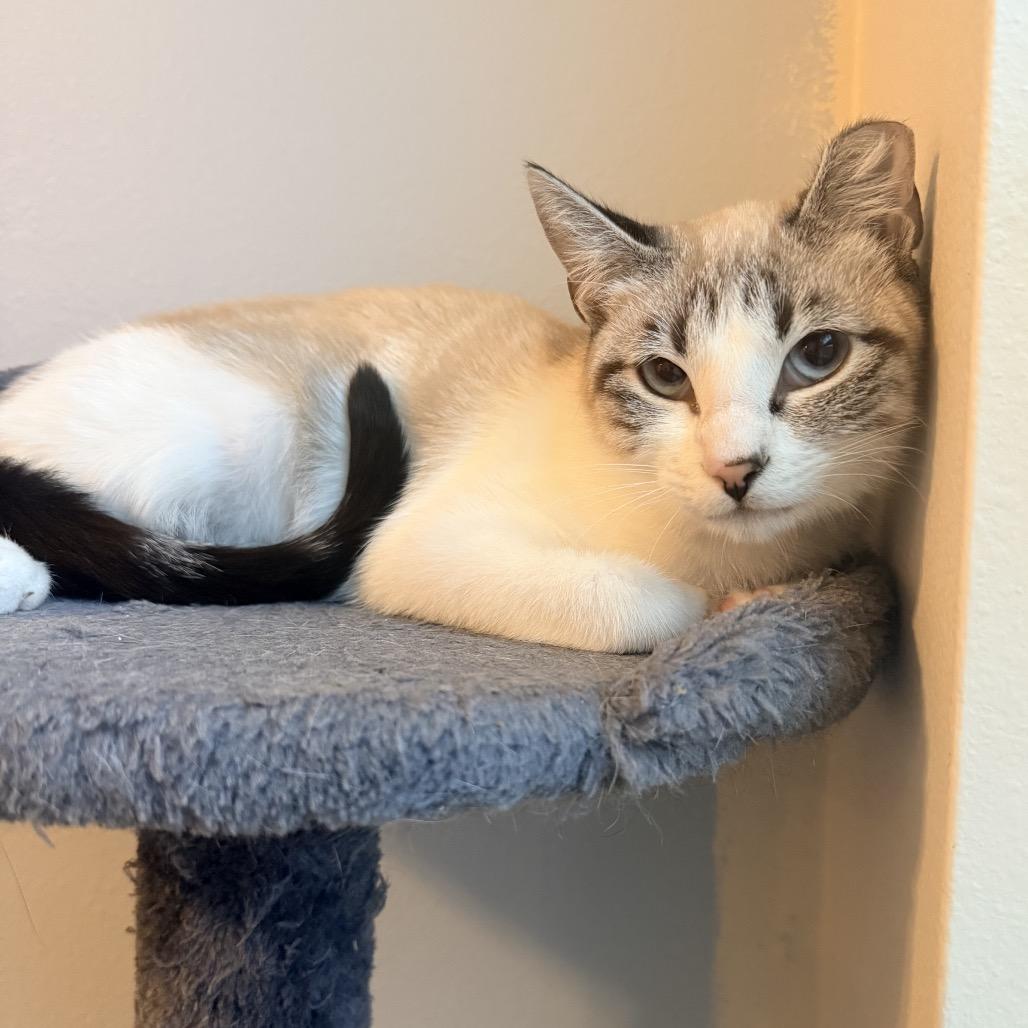 Enlarge Ginger, a Adoptable mixed breed in Titusville, FL image 3/3