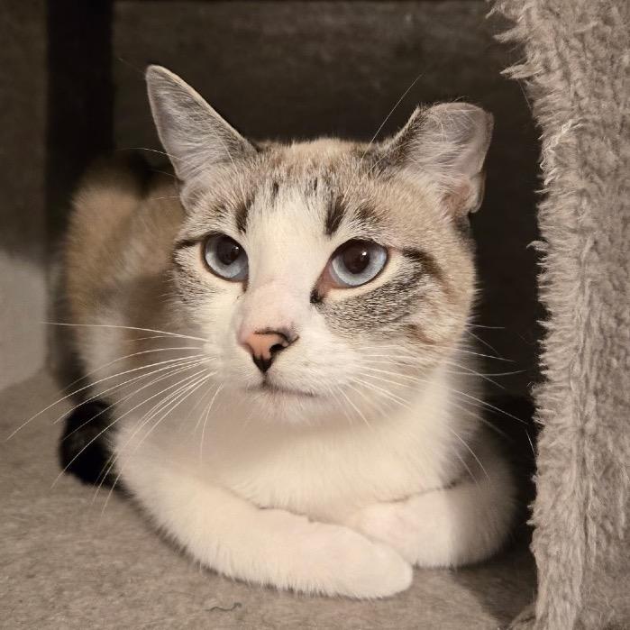 Enlarge Ginger, a Adoptable mixed breed in Titusville, FL image 3/6
