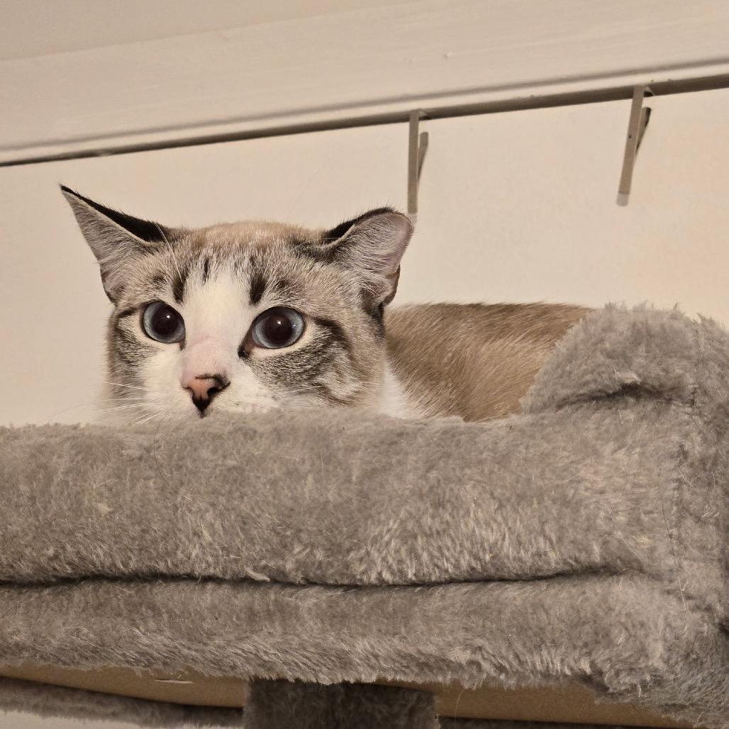 Enlarge Ginger, a Adoptable mixed breed in Titusville, FL image 5/6