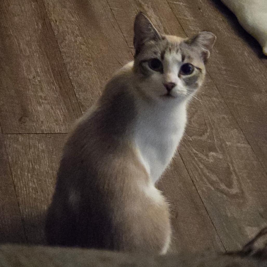 Enlarge Ginger, a Adoptable mixed breed in Titusville, FL image 6/6
