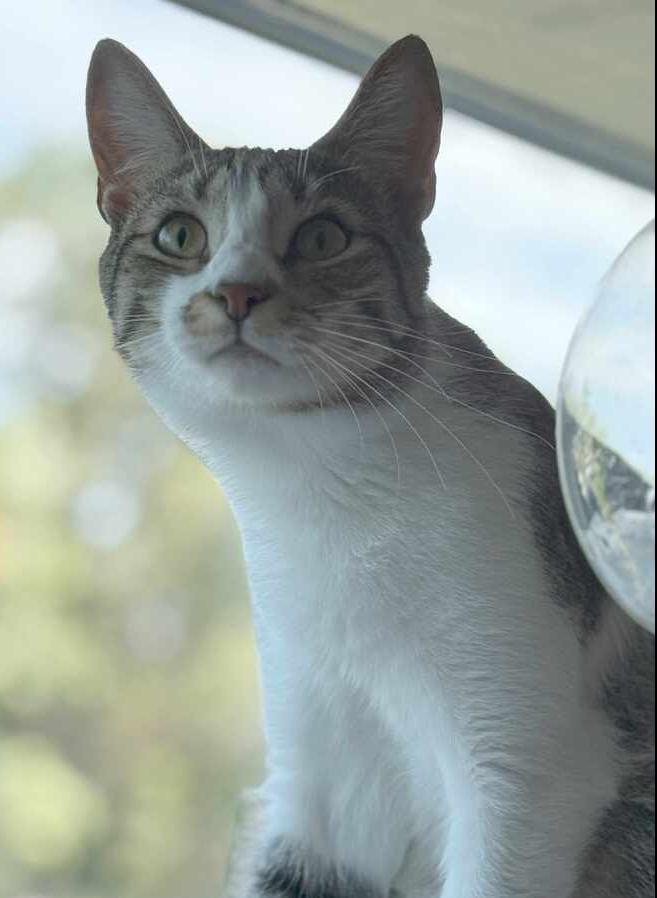 Twix 2024, Adoptable, Young Male Domestic Short Hair.