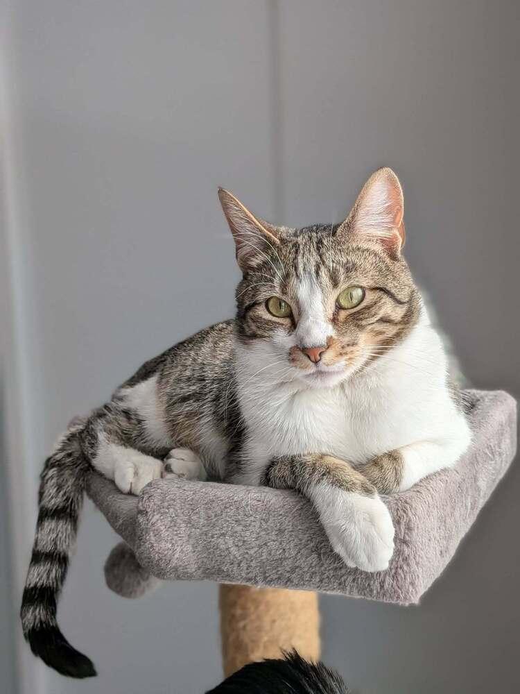Twix 2024, a Adoptable Domestic Short Hair in Mount Laurel, NJ image 2/6