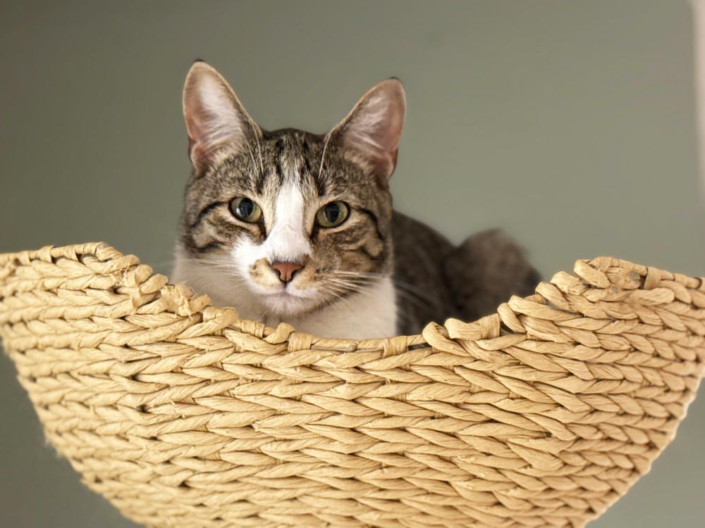 Twix 2024, a Adoptable Domestic Short Hair in Mount Laurel, NJ image 3/6
