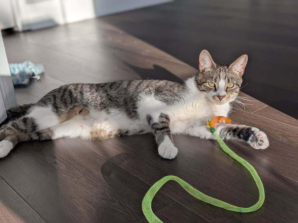 Twix 2024, a Adoptable Domestic Short Hair in Mount Laurel, NJ image 4/6