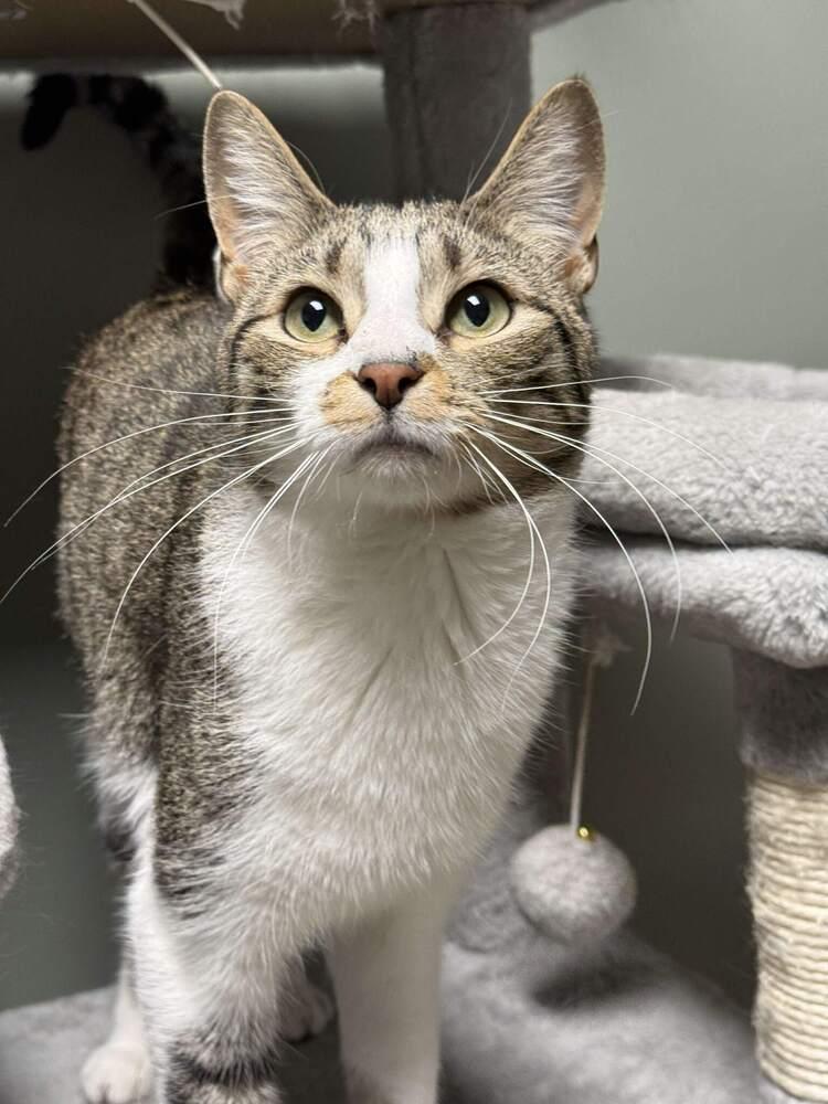 Twix 2024, a Adoptable Domestic Short Hair in Mount Laurel, NJ image 5/6