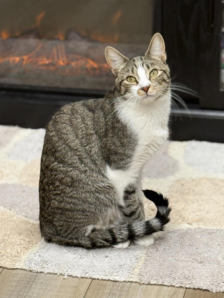 Twix 2024, a Adoptable Domestic Short Hair in Mount Laurel, NJ image 6/6