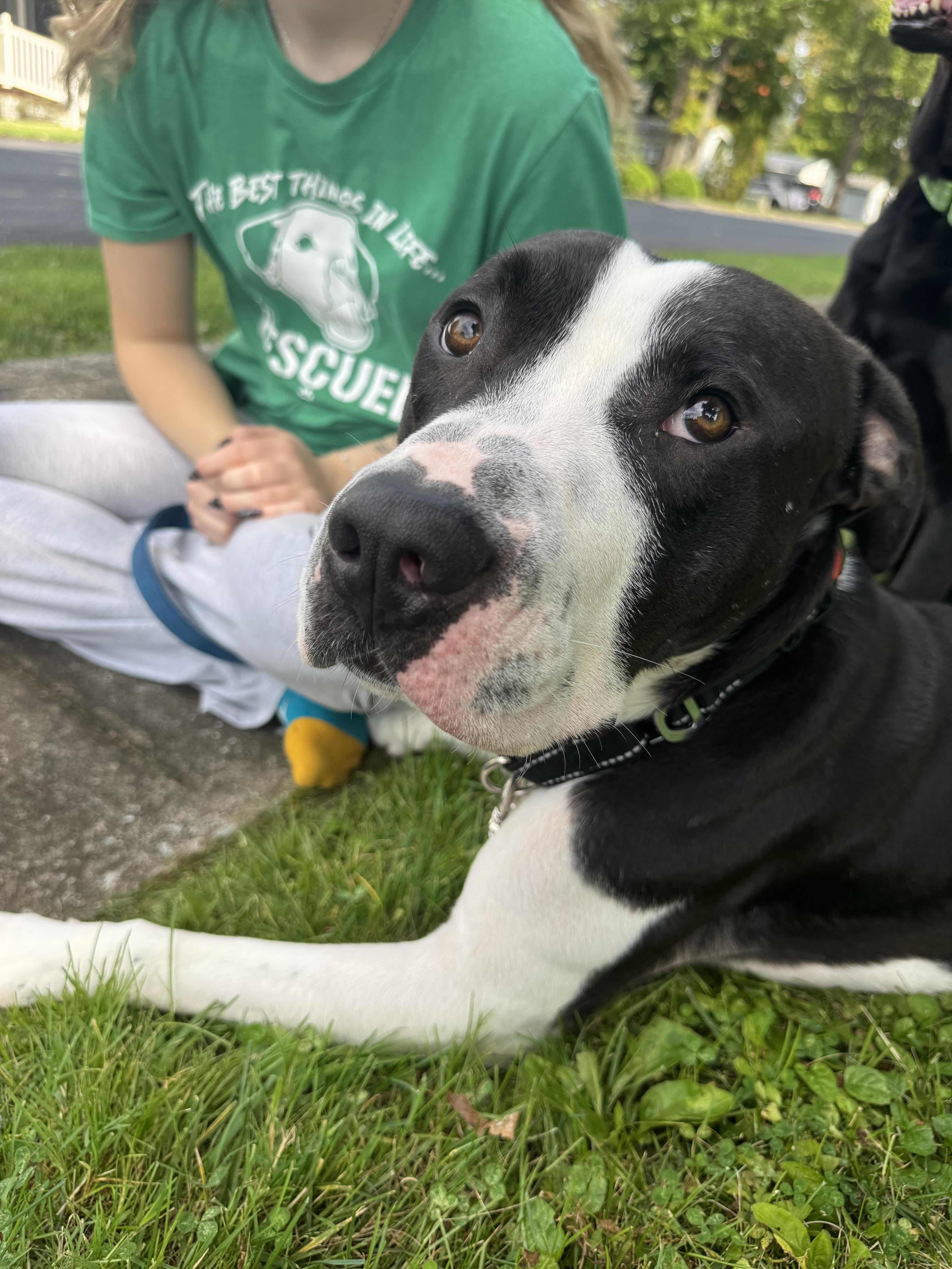 Enlarge Max, a Adoptable mixed breed in Dillsburg, PA image 1/6