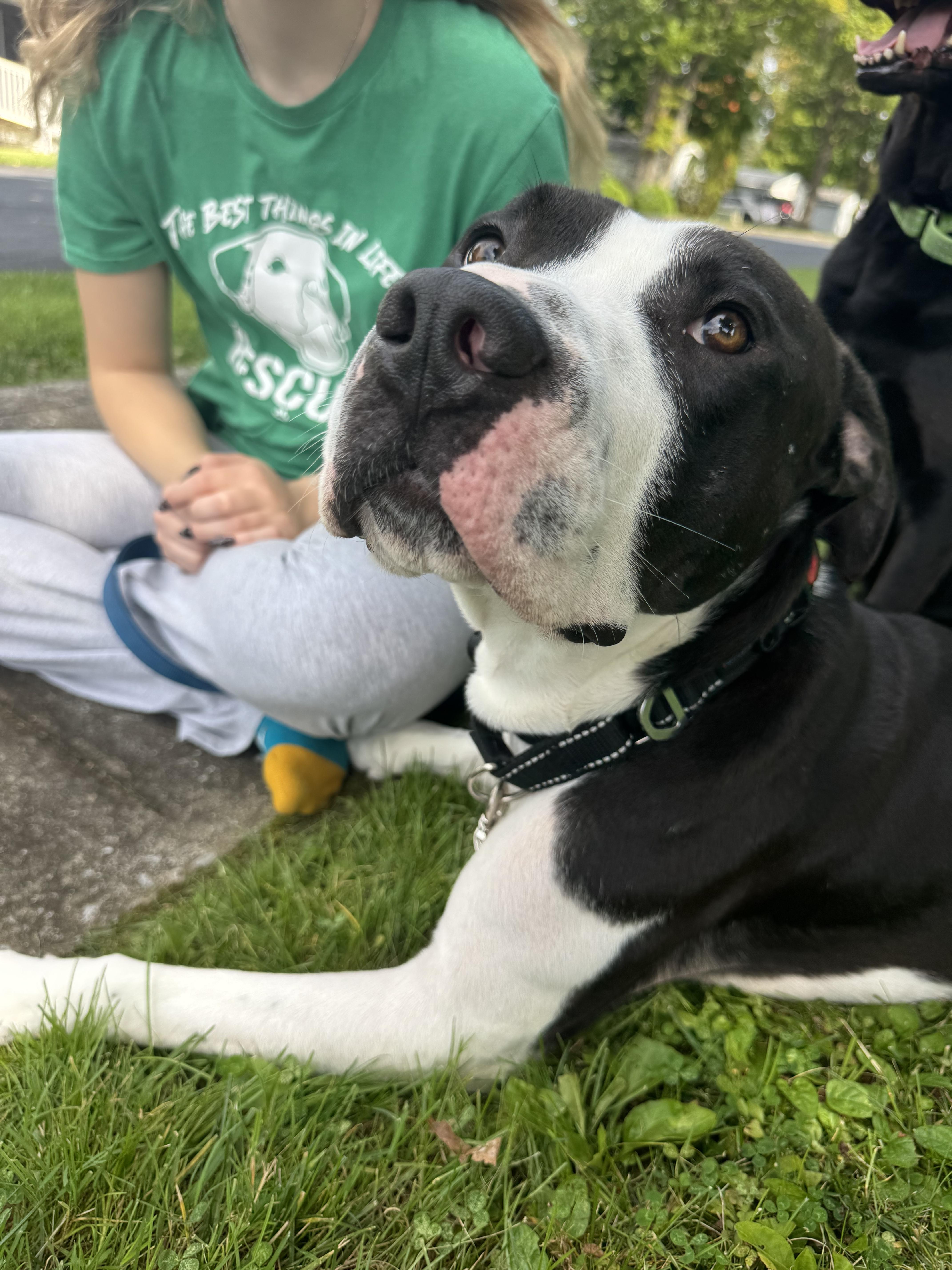 Enlarge Max, a Adoptable mixed breed in Dillsburg, PA image 5/6