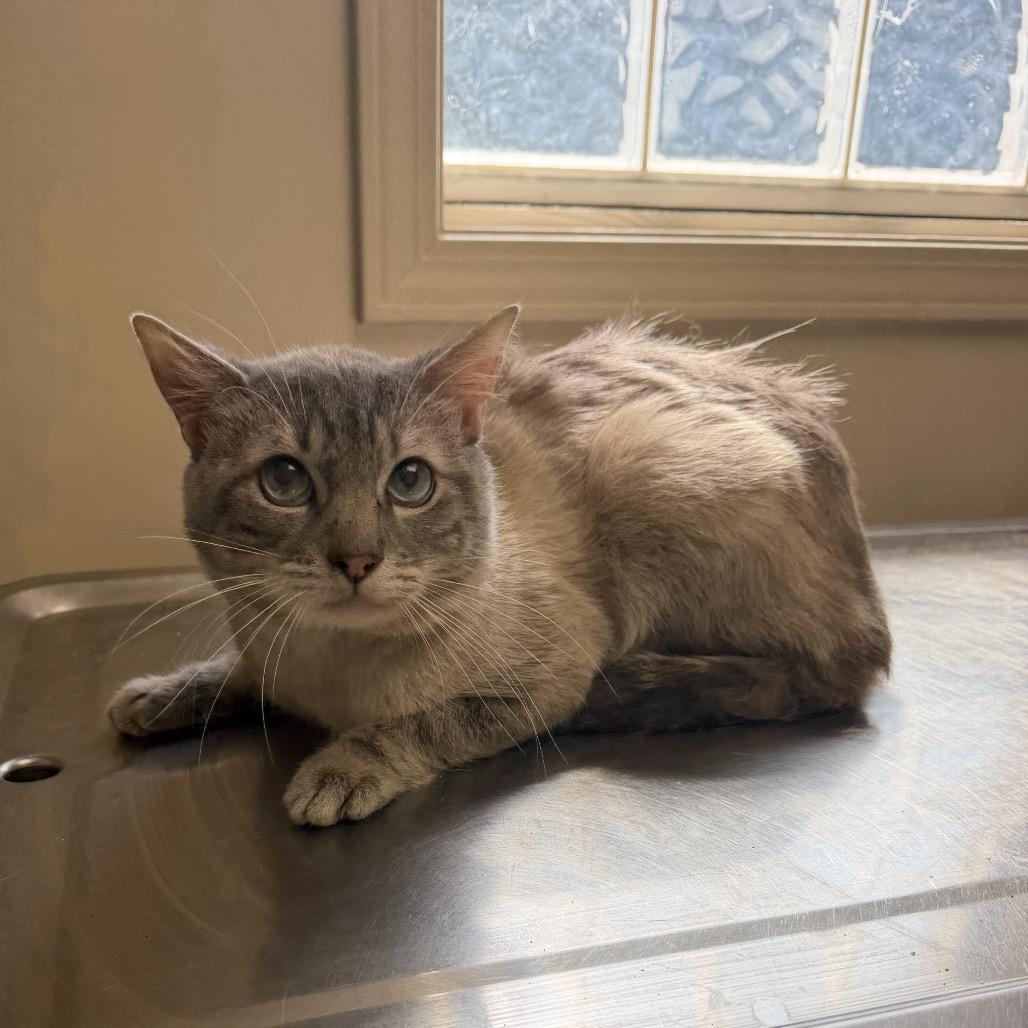 TUSC-Stray-85435, Adoptable, Senior Male Siamese.