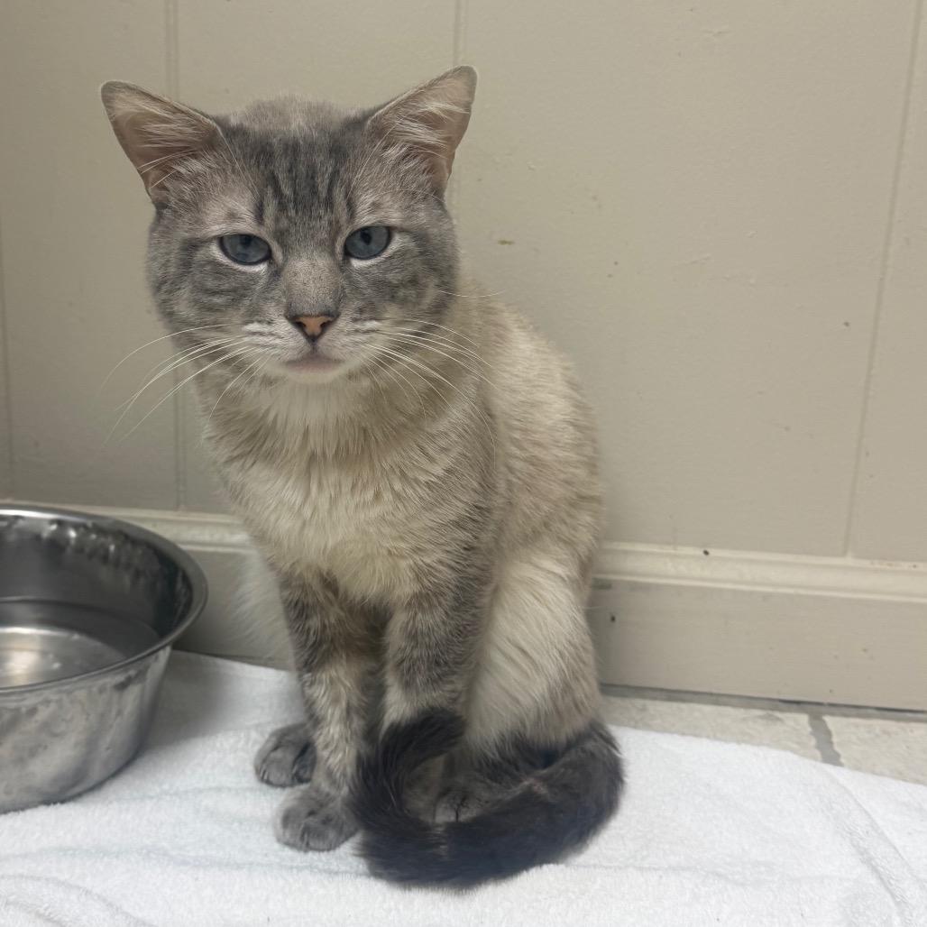 Enlarge TUSC-Stray-85435, a Adoptable Siamese in Tuscaloosa, AL image 2/2