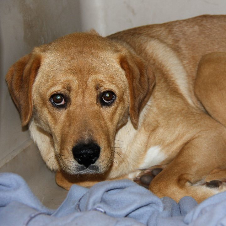 Enlarge Pula, a Adoptable mixed breed in Sequim, WA image 2/6