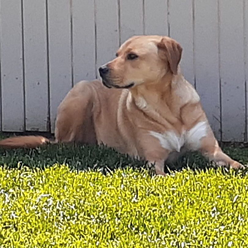 Enlarge Pula, a Adoptable mixed breed in Sequim, WA image 3/6