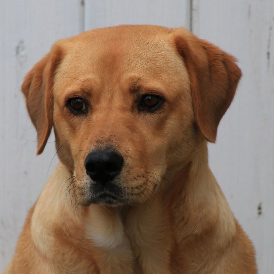 Pula, Adoptable, Adult Female Shepherd & Labrador Retriever.