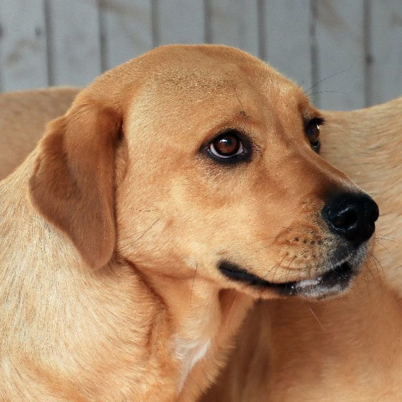 Enlarge Pula, a Adoptable mixed breed in Sequim, WA image 4/6