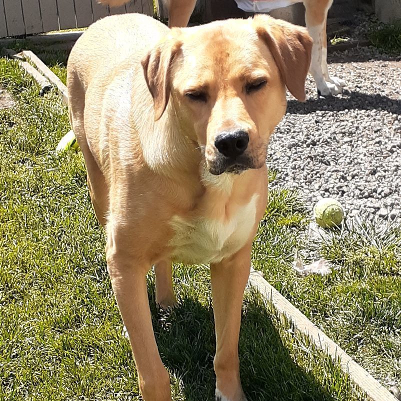 Enlarge Pula, a Adoptable mixed breed in Sequim, WA image 5/6