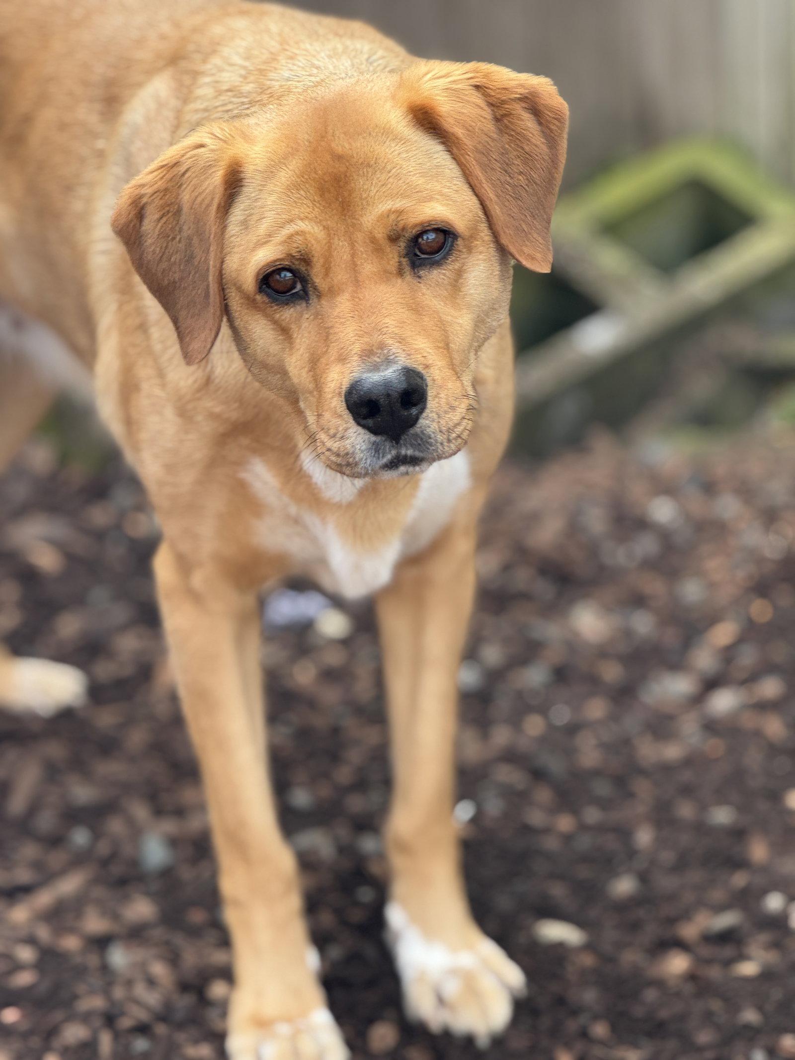 Enlarge Pula, a Adoptable mixed breed in Sequim, WA image 1/6