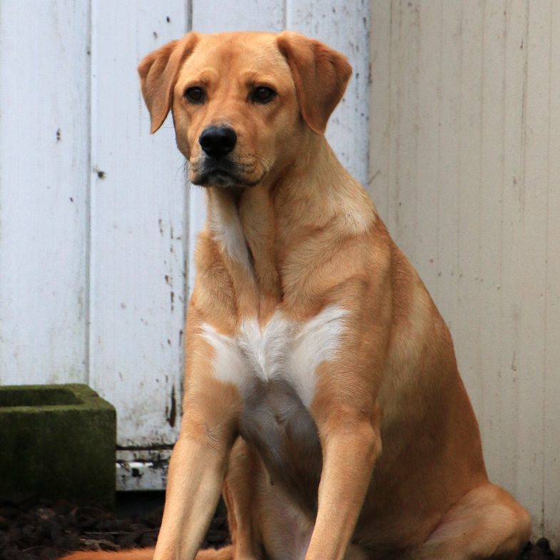 Enlarge Pula, a Adoptable mixed breed in Sequim, WA image 6/6
