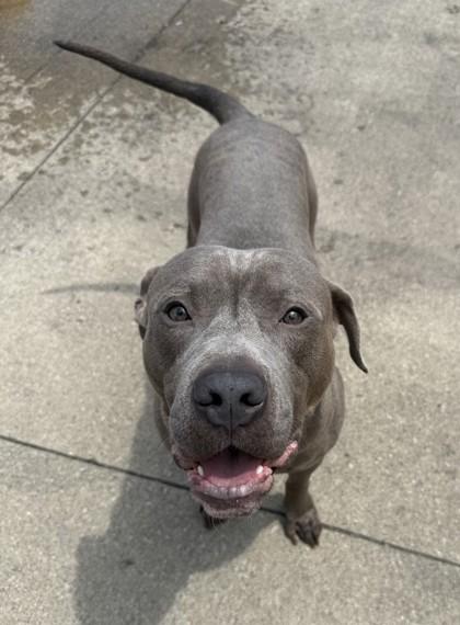 Cornelius, Adoptable, Adult Male Pit Bull Terrier & Mixed Breed.