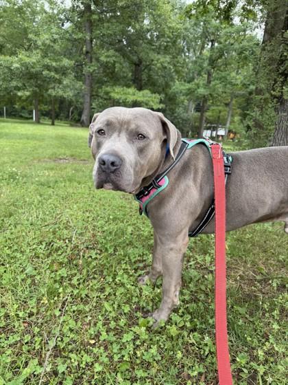 Cornelius, a Adoptable mixed breed in Westland, MI image 2/3