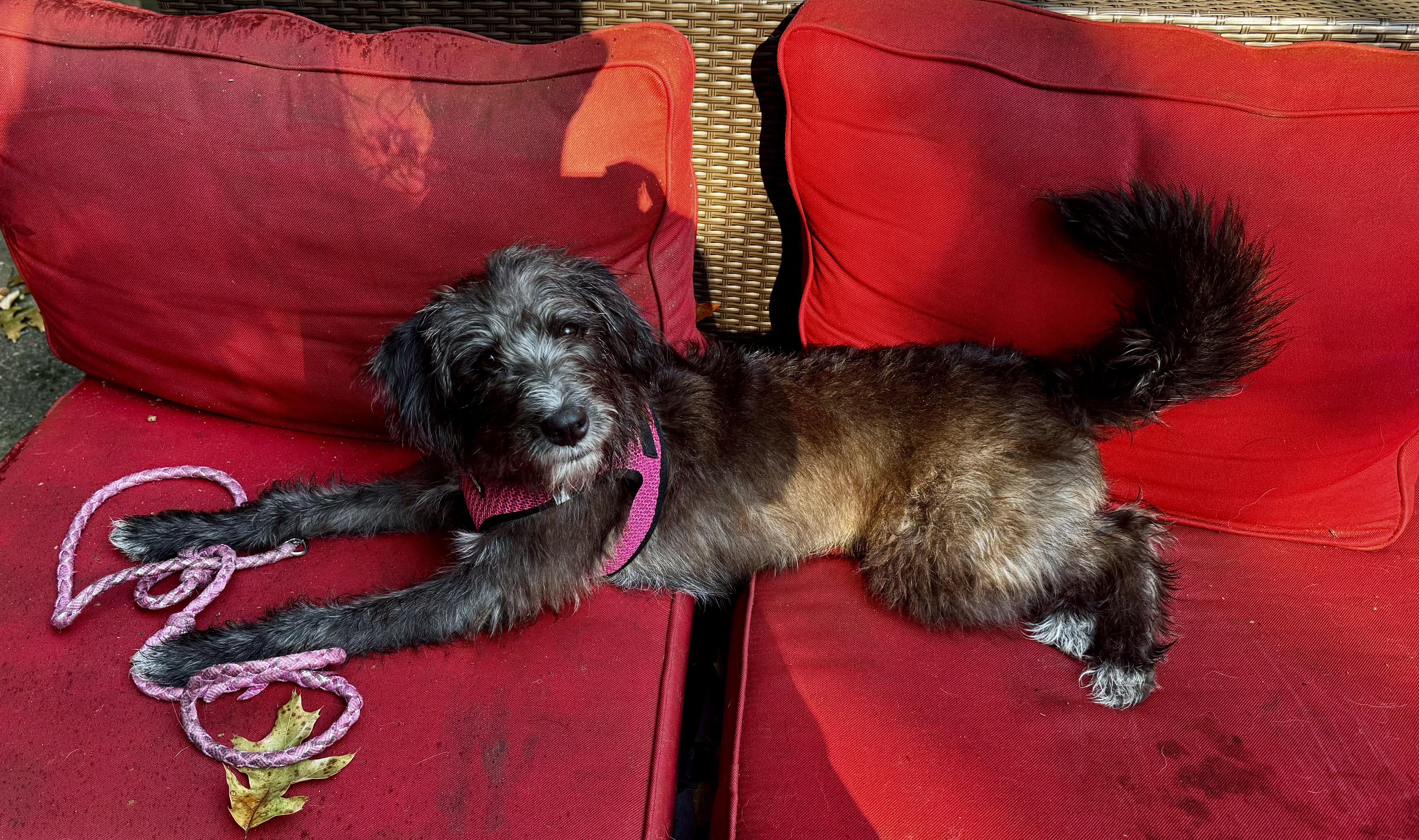 Enlarge Hershey, a Adoptable Mixed Breed in Medford, NJ image 1/5