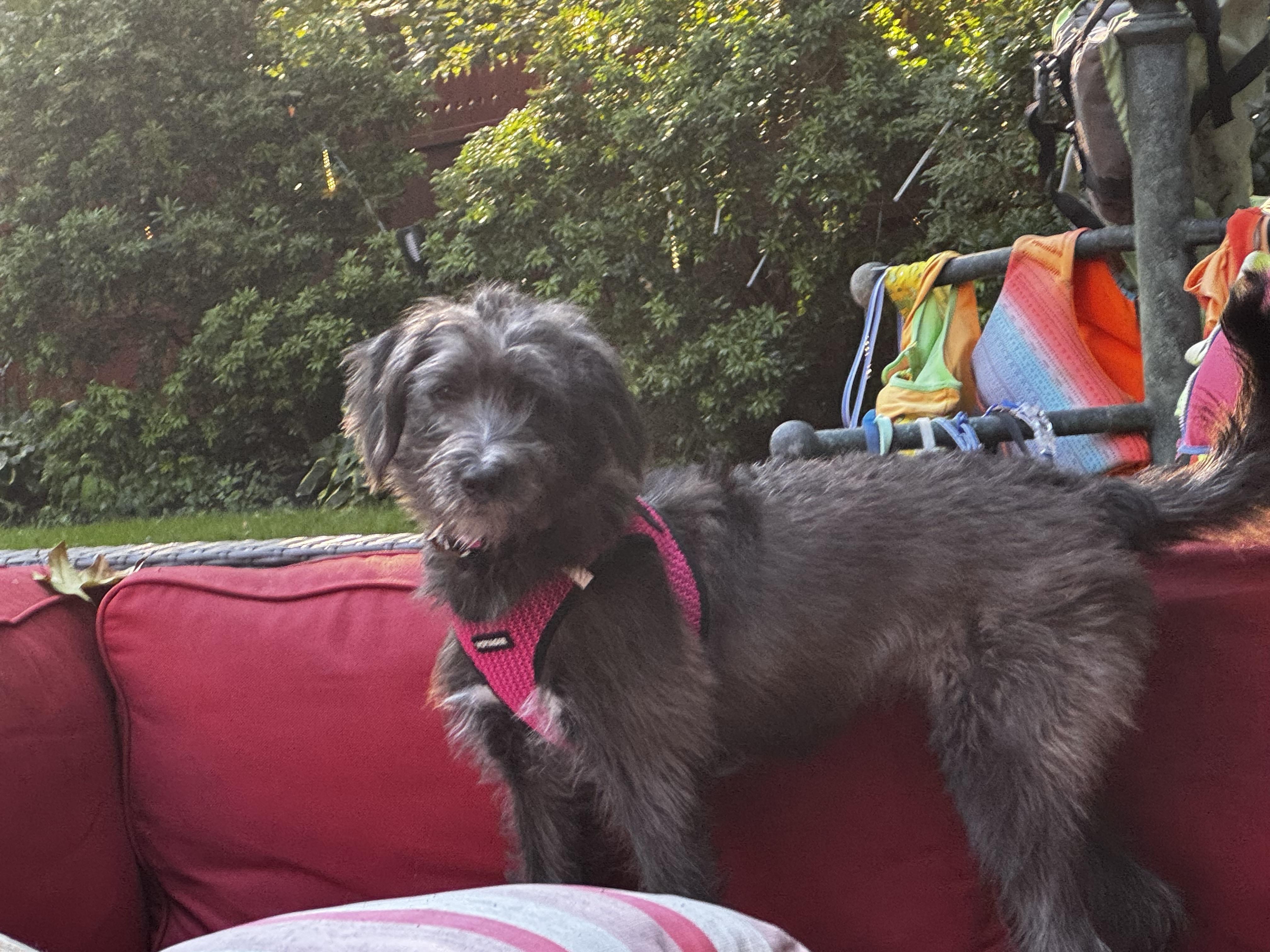 Enlarge Hershey, a Adoptable Mixed Breed in Medford, NJ image 3/5