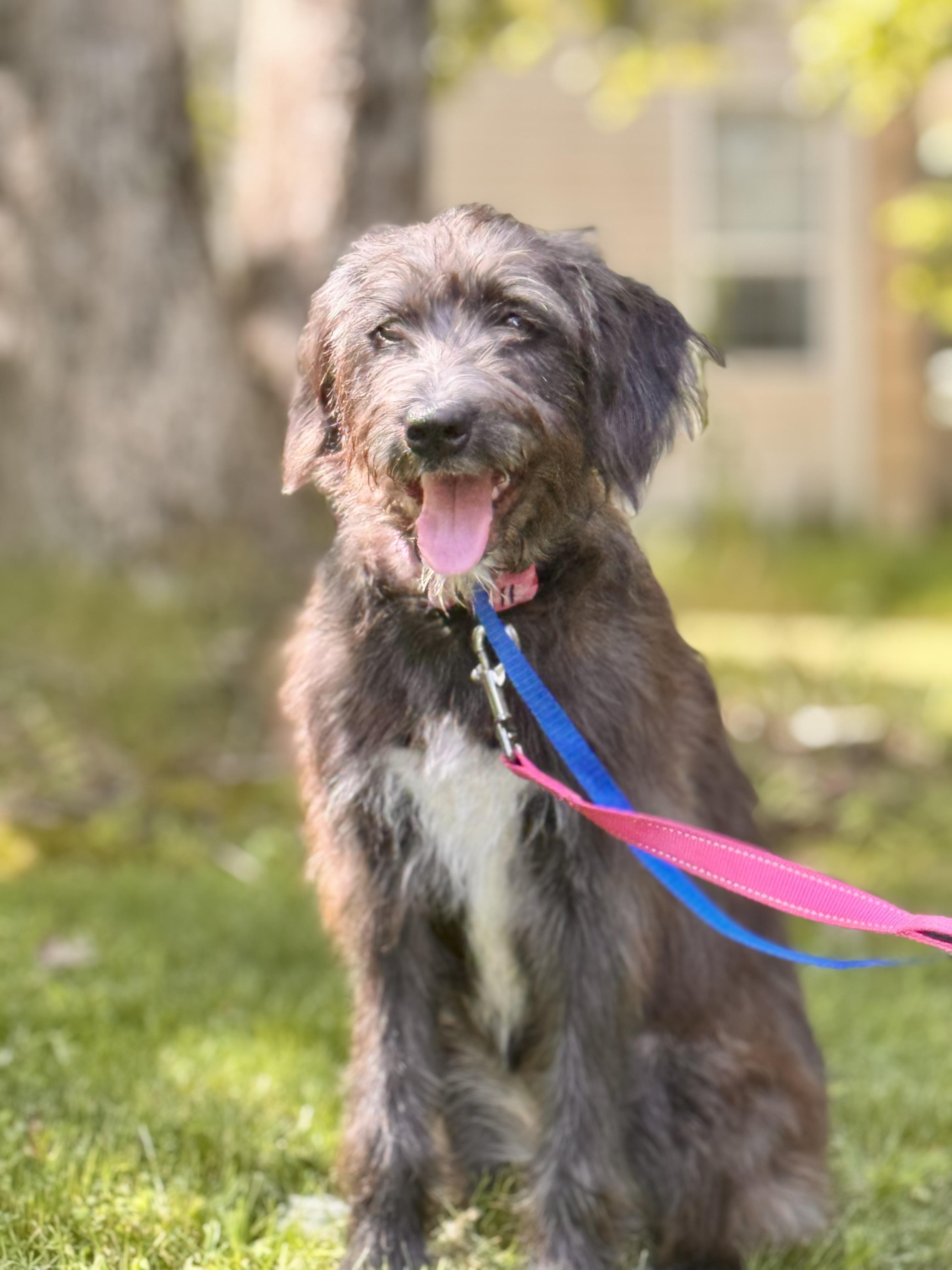 Enlarge Hershey, a Adoptable Mixed Breed in Medford, NJ image 5/5