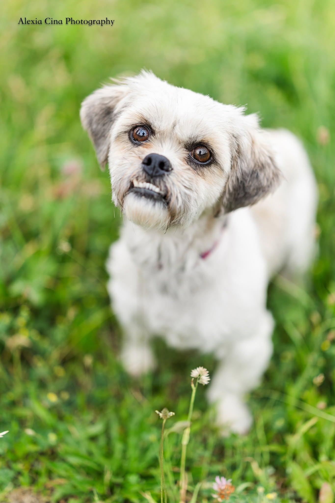 Enlarge Mildred, a ADOPTABLE Shih Tzu in Drumbo, ON image 1/3