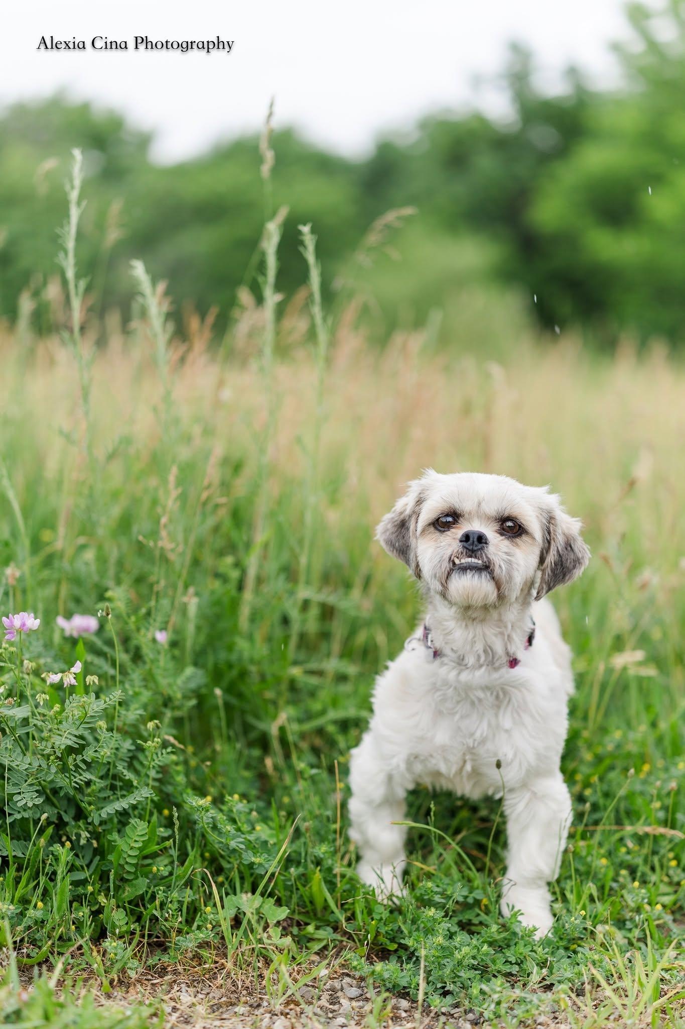 Enlarge Mildred, a ADOPTABLE Shih Tzu in Drumbo, ON image 3/3