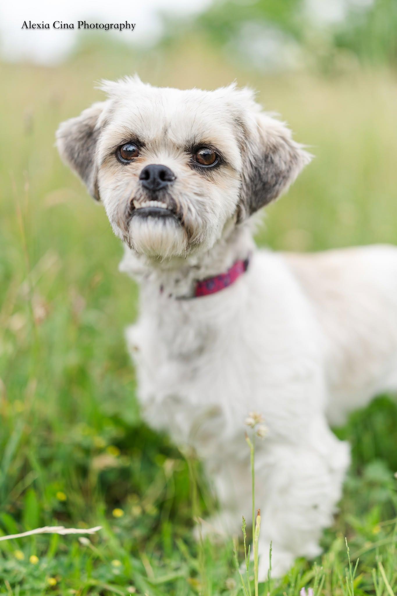 Enlarge Mildred, a ADOPTABLE Shih Tzu in Drumbo, ON image 2/3