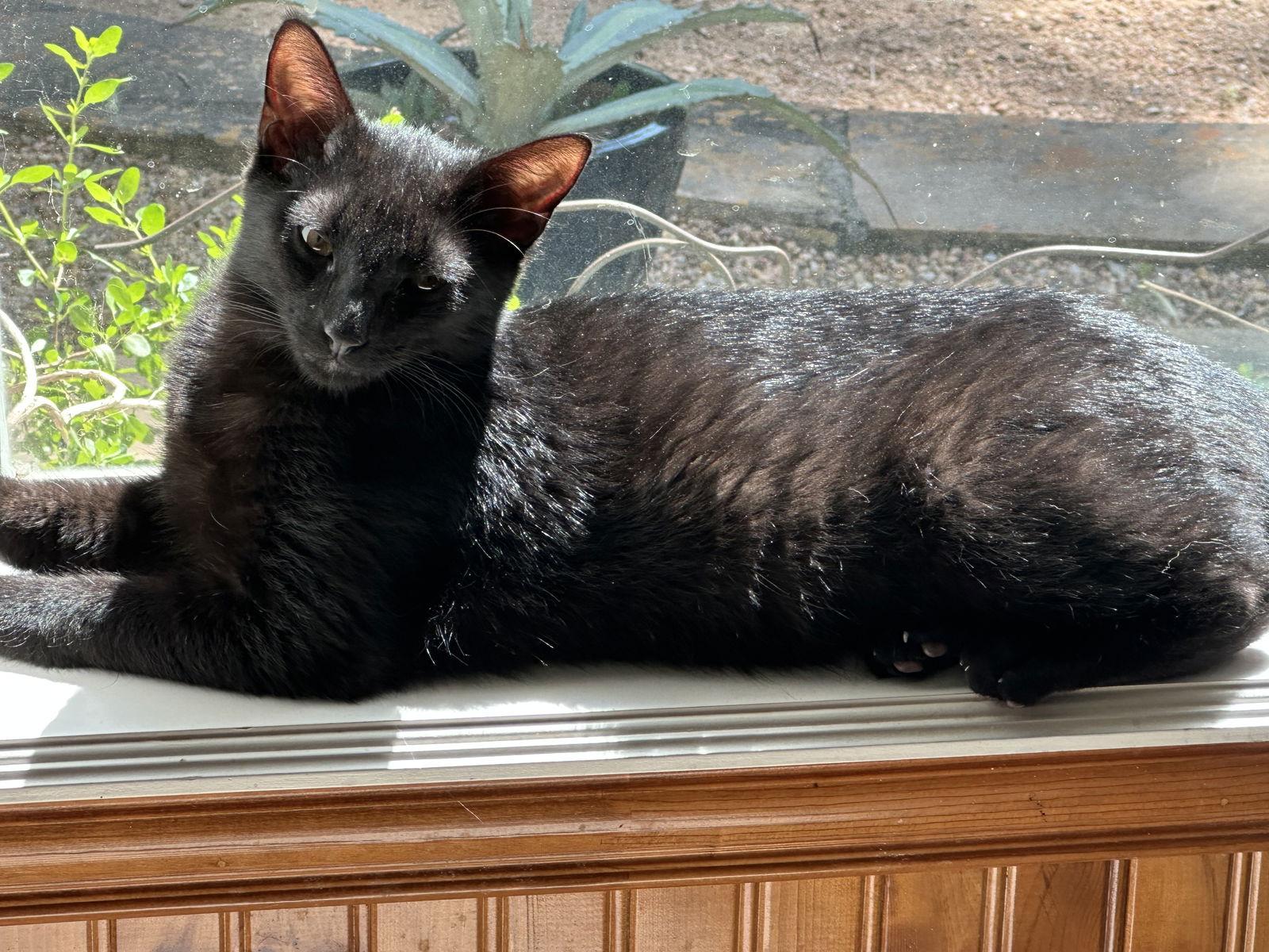 Alfie, Adoptable, Adult Male Domestic Short Hair.