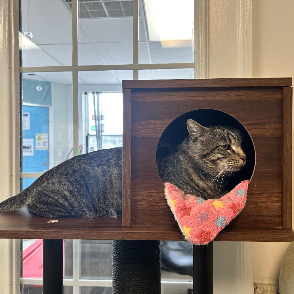 Enlarge Squire NM, a Adoptable Domestic Short Hair in Denver, CO image 1/6