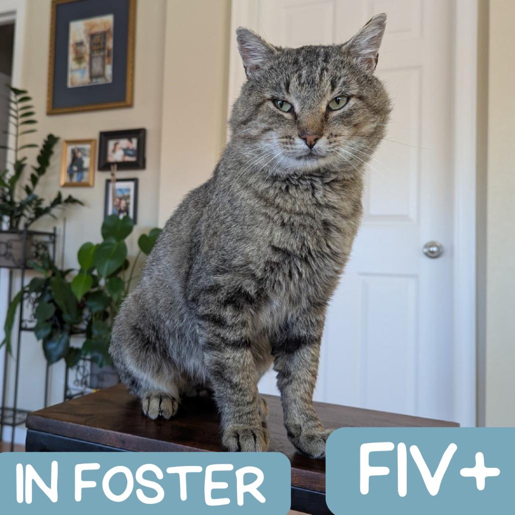 Enlarge Squire NM, a Adoptable Domestic Short Hair in Denver, CO image 2/6