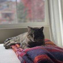 Enlarge Squire NM, a Adoptable Domestic Short Hair in Denver, CO image 3/6