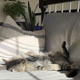 Enlarge Squire NM, a Adoptable Domestic Short Hair in Denver, CO image 3/6