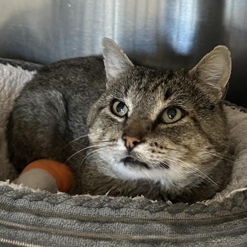 Enlarge Squire NM, a Adoptable Domestic Short Hair in Denver, CO image 4/6