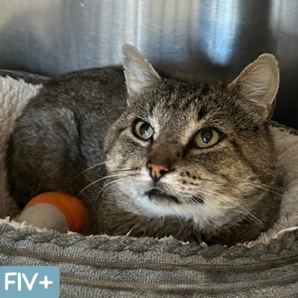 Enlarge Squire NM, a Adoptable Domestic Short Hair in Denver, CO image 5/6