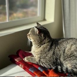 Enlarge Squire NM, a Adoptable Domestic Short Hair in Denver, CO image 5/6