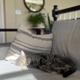 Enlarge Squire NM, a Adoptable Domestic Short Hair in Denver, CO image 6/6