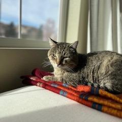 Enlarge Squire NM, a Adoptable Domestic Short Hair in Denver, CO image 6/6